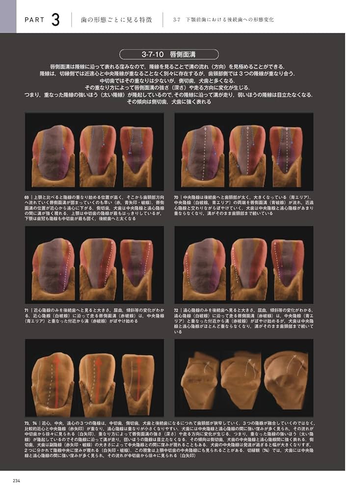 天然歯の形態学 2 | 脇田 太裕 |本 | 通販 | Amazon